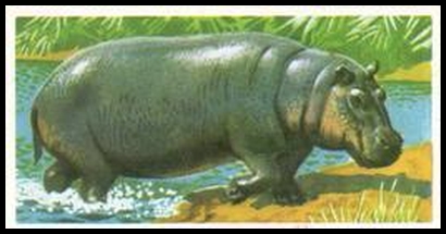 43 Hippopotamus